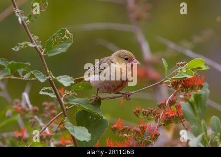 Lemur nano delle orecchie da pelliccia (melanotis), Malimbus rubriceps, Scarlet Weaver, songbirds, animali, Uccelli, Weaver uccelli, non allevamento maschio Redheaded Weaver Foto Stock