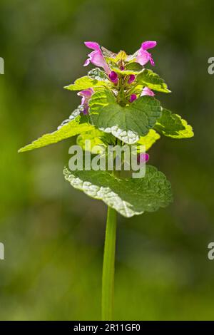 Red Dead-nettle, Purple Deadnettle, Dead Nettle, Purple Dead-nettle, Purple Dead-nettle, Arcangelo Rosso, Nettino Morto Rosso, Deadortolo Rosso (Lamium Foto Stock