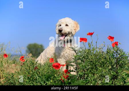 Labradodle, maschio (Labrador x Standard Poodle Cross) Foto Stock