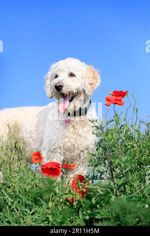 Labradodle, maschio (Labrador x Standard Poodle Cross) Foto Stock