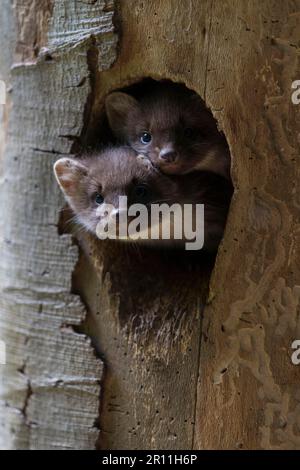 Martina europea del pino (Martes martes), Martina del pino, Martina del legno, Parco Nazionale della Foresta Bavarese, Germania Foto Stock