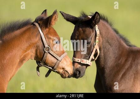 Purosangue inglese, foal, Baden-Wuerttemberg, Germania Foto Stock
