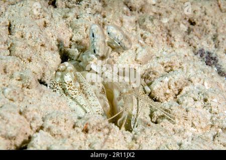 Gamberetti Mantis, scavati nella sabbia, Yap Island, Micronesia, Pacifico, Asia (Lysiosquilla maculata) , 5 km/m Foto Stock