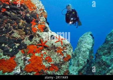 Tuffatore alla barriera corallina con il mare viola, costa Lykian, Turchia, Asien, Mediterraneo (Ophidiaster ophidianus) Foto Stock