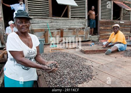 Lavoratori che asciugano le fave di cacao su piantagione di cacao, Grenada Foto Stock