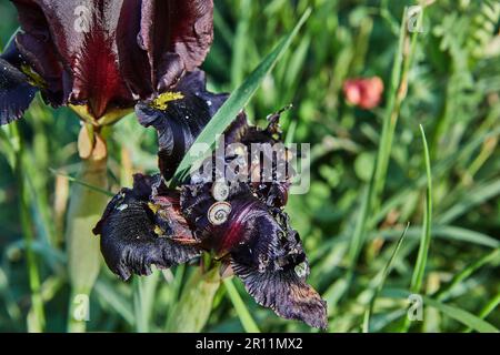 Argaman burgundy iris selvaggio o Iris atropurpurea o iris costiero fiorire in primavera campo al tramonto. Foto Stock