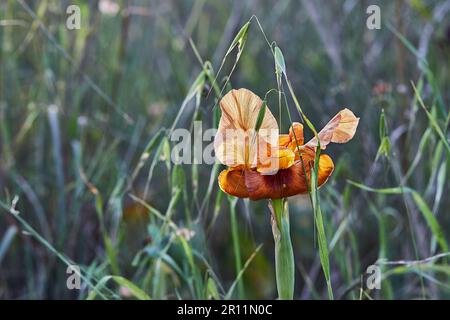 Giallo Wild Iris Argaman o Iris atropurpurea o iride costiera fiorire in campo primaverile in primavera al tramonto. Foto Stock