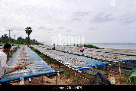 Essiccare le acciughe in un'unità di lavorazione delle acciughe a Ban Sapan, Prachuap Khiri Khan, Thailandia. Foto Stock