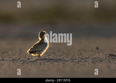 Gli uccelli di Little Tern sono uccelli migratori del Bangladesh Foto Stock