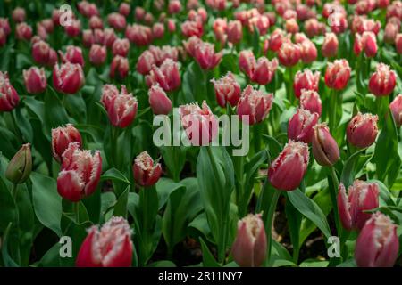 Un ampio campo di bellissimi tulipani rosa in piena fioritura nel giardino Foto Stock