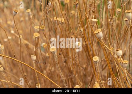 Papavero secco in un campo in Ucraina in una luce dorata Foto Stock