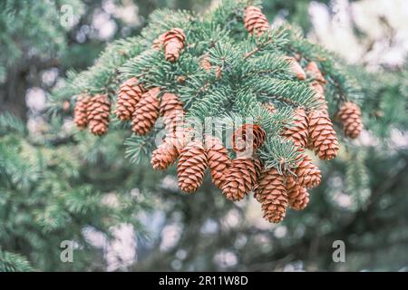 Rami di abete verde con aghi e coni in primavera Foto Stock