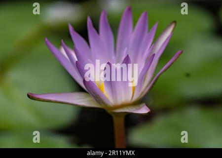 Un giglio d'acqua blu vibrante (Nymphaea Caerulea) in una piscina Foto Stock