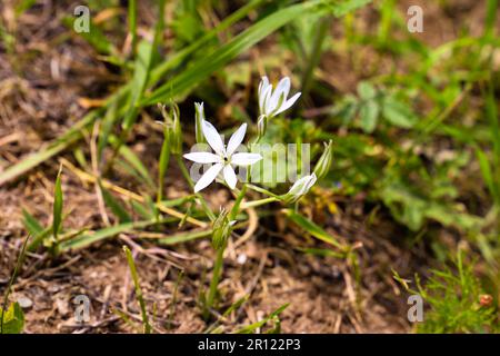 Ornithogalum fiori. bella fioritura nel giardino primaverile. Molti fiori bianchi di Ornithogalum. Ornithogalum umbellatum giglio in fiore, piccolo Foto Stock