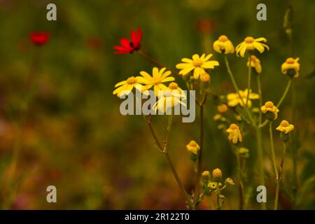 Il campo giallo dei fiori di margherita fiorisce sotto la luce del sole del mattino in primavera Foto Stock