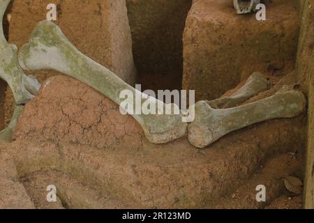 Antichi fossili di elefante di milioni di anni che sono stati scoperti sul terreno Foto Stock