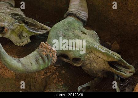 Bufala fossile milioni di anni che sono stati scoperti sul terreno Foto Stock