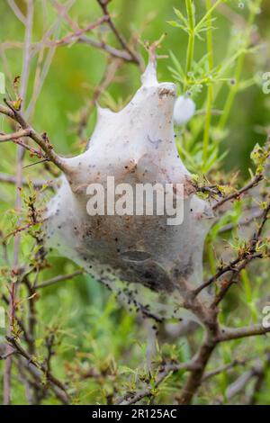 Cocoon del Caterpillar processionario Foto Stock