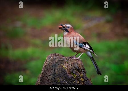 La gialle eurasiatica (Garrulus glandarius), prendendo un dado Foto Stock