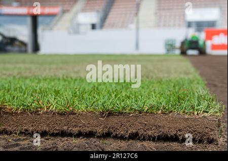 Un pezzo di erba nuova da un rullo che si stesa su un campo da calcio. Foto Stock