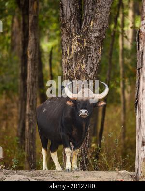 Gaur o Indian Bison o bos Gaurus un closeup showstopper o ritratto e uccello nero drongo sulla sua schiena in safari mattutino al parco nazionale di kanha foresta Foto Stock