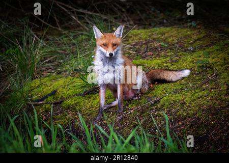 Una magnifica volpe rossa selvaggia (vulpes Vulpes) a caccia di cibo nei boschi. Foto Stock