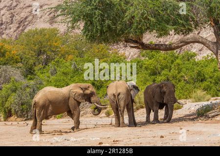 Gruppo di tori elefanti (Loxodonat africana), in piedi nel letto secco del fiume. Fiume Hoanib, Damaraland, Namibia, Africa Foto Stock