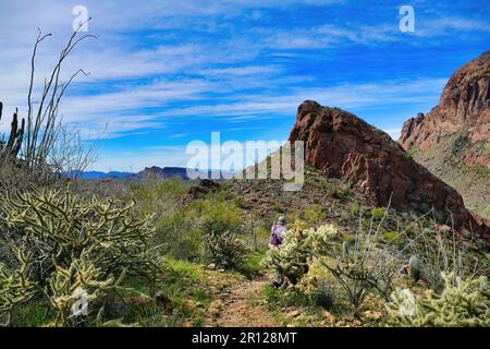 Paesaggio desertico con un irriconoscibile escursionista lungo la salita al toro pascolo nelle montagne Ajo, Organ Pipe Cactus National Monument, Arizona Foto Stock