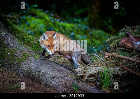 Una magnifica volpe rossa selvaggia (vulpes Vulpes) a caccia di cibo nei boschi. Foto Stock