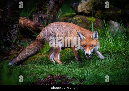 Una magnifica volpe rossa selvaggia (vulpes Vulpes) a caccia di cibo nei boschi. Foto Stock