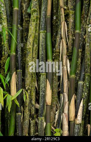 Piante di bambù in giardino - foto stock Foto Stock