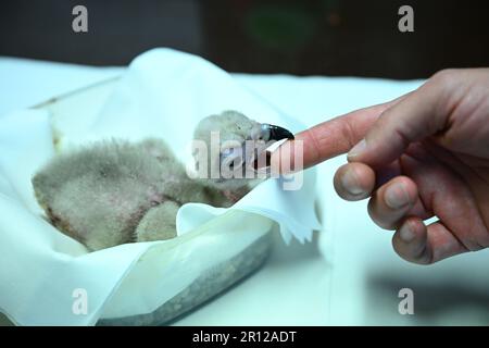 Liberec, Repubblica Ceca. 11th maggio, 2023. Il avvoltoio marrone (nella foto dell'incubatore) si trova nello zoo di Liberec, nella Repubblica Ceca, il 11 maggio 2023. Gli avvoltoi in cattività verranno rilasciati in natura. Credit: Radek Petrasek/CTK Photo/Alamy Live News Foto Stock