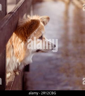 Ritratto di un carino e intelligente gallese Corgi Pembroke o Cardigan. Corgi Dog che guarda fuori la recinzione sopra l'acqua del fiume. Foto Stock