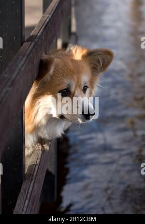 Ritratto di un carino e intelligente gallese Corgi Pembroke o Cardigan. Corgi Dog che guarda fuori la recinzione sopra l'acqua del fiume. Foto Stock