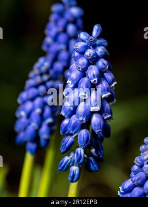Macro shot di un'infiorescenza di giacinto blu Foto Stock