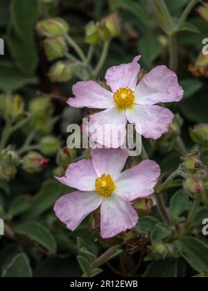 Primo piano di fiori di Cistus x lenis 'Grayswood Pink' in un giardino in primavera Foto Stock