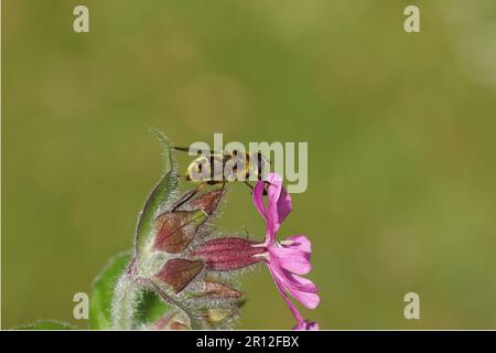 Hoverfly di Batman Myathropa florea, hoverfly di famiglia (Syrphidae) su un fiore di un campion rosso, di una catchfly rossa (Silene dioica), di una famiglia rosa, Foto Stock