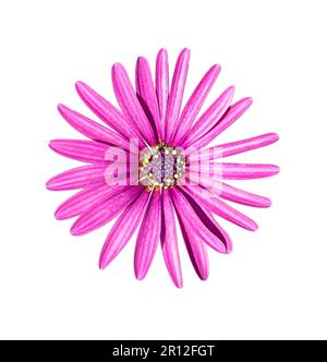 Osteosperumum fiore Daisy isolato su sfondo bianco. Chiusura macro. Elemento di progettazione Foto Stock
