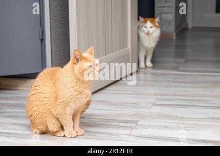 bel gatto rosso siede sul pavimento nella stanza. due gatti in casa Foto Stock