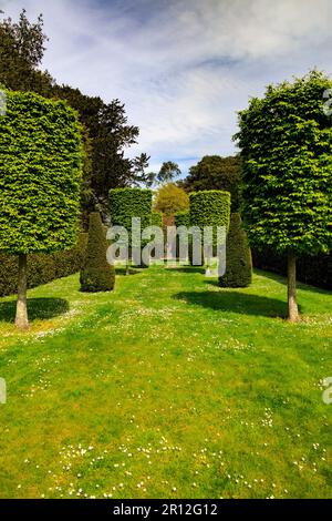 Topiario assortito di tasso e carpino tagliato nel Jubilee Garden al Mount Edgcombe Country Park, Cornovaglia, Inghilterra, Regno Unito Foto Stock