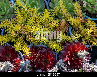 quattro succulenti diversi in vasi di fiori vicino insieme. Vista dall'alto Foto Stock