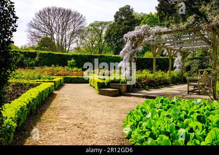 Il Rosegarden nel Mount Edgcombe Country Park, Cornovaglia, Inghilterra, Regno Unito Foto Stock