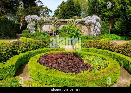 Il Rosegarden nel Mount Edgcombe Country Park, Cornovaglia, Inghilterra, Regno Unito Foto Stock