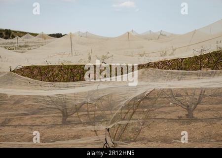 Frutteto nettarino in primavera, gli alberi sono coperti di reti protettive contro il tempo e parassiti Foto Stock