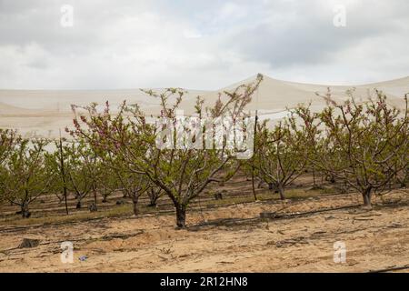 Frutteto nettarino in primavera, gli alberi sono coperti di reti protettive contro il tempo e parassiti Foto Stock