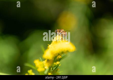 Schwebfliege auf gelber Blüte Foto Stock