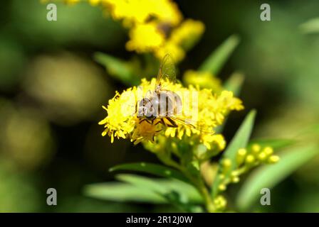 Schwebfliege auf gelber Blüte Foto Stock