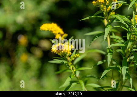 Schwebfliege auf gelber Blüte Foto Stock