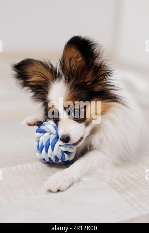 Cucciolo di papillon sul pavimento mordente palla blu giocattolo Foto Stock