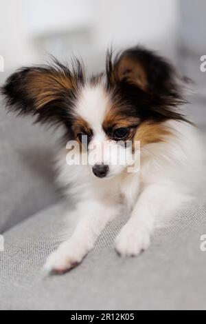 Piccolo cane sdraiato sul divano grigio a casa Foto Stock